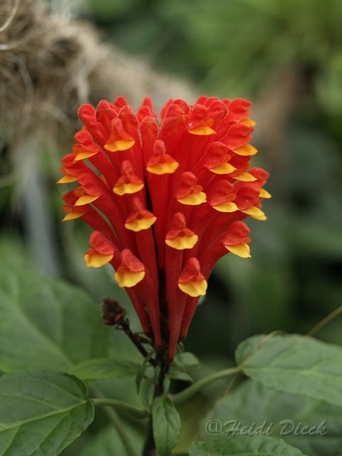 Scutellaria costaricana.JPG